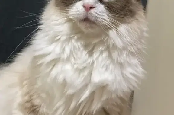 Lost Ragdoll Cat Taro, Age 10 in Waterloo