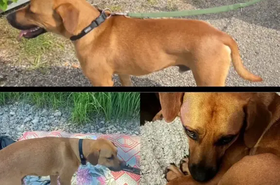 Chien perdu Grenoble, photo : Chien perdu à la Bastille : Tyrex, 2 ans