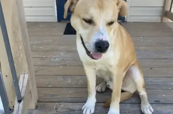 Found Yellow & White Dog on Belt Rd