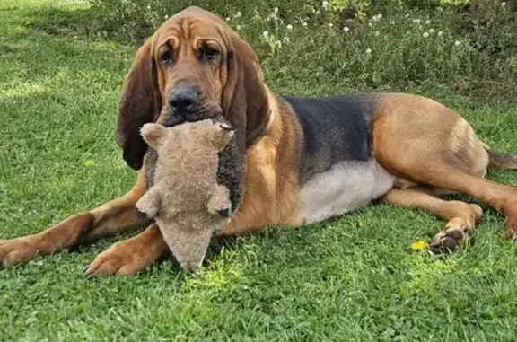 Lost Bloodhound in Aspers, PA - Red Collar