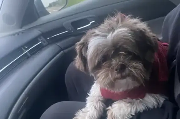 Lost Shih Tzu: Help Find Brown & White Dog