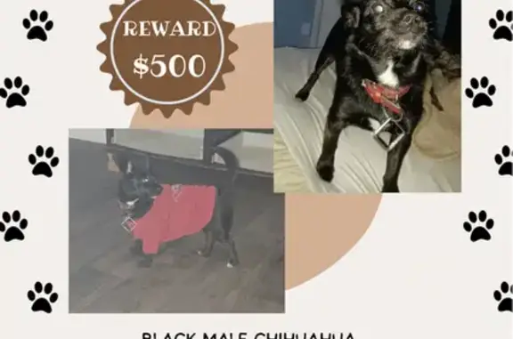 Lost Black Chihuahua - Long St, Atlanta