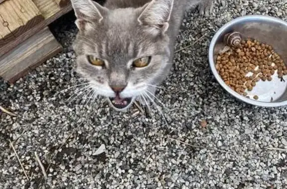 Chat trouvé, Allée des Grands Bois, Mison - photo