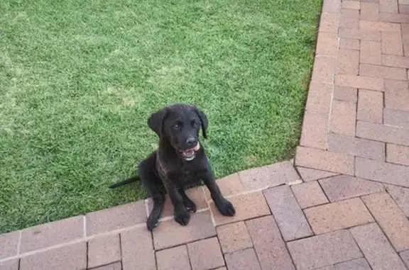 Found Black Male Labrador Puppy in Benoni