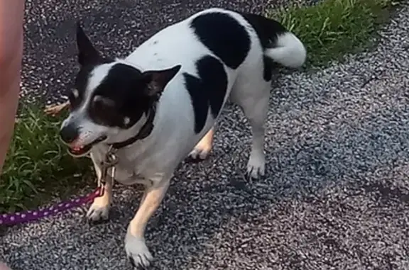 Lost Black & White Chihuahua - $500 Reward!