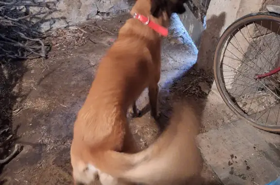 Chien trouvé Chauray, photo: Malinois au collier rouge trouvé à Chauray