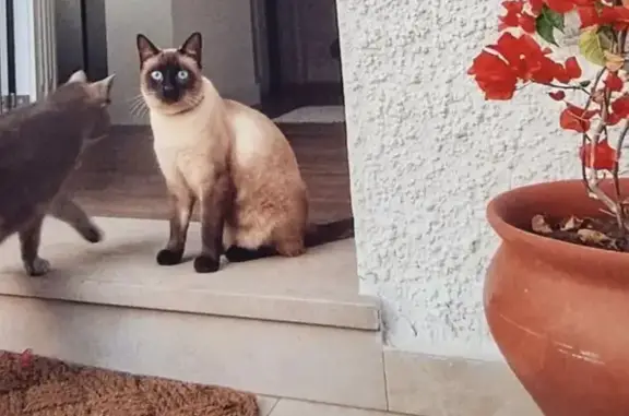 ✨¡Gato Siamés Perdido en Málaga!✨