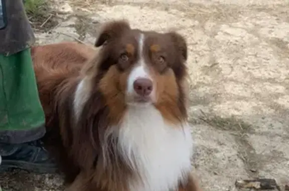 Animaux perdus , photo: Chien perdu : Berger australien mâle, 1.5 ans