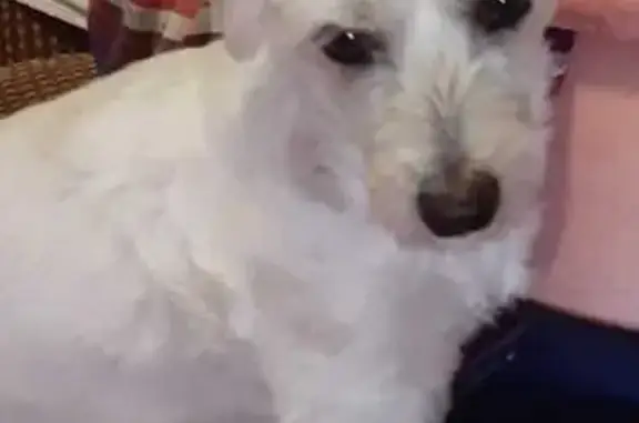 Lost White Maltese Poodle - Rooi Span St, 17