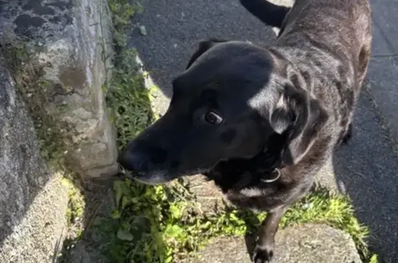 Chien trouvé Rostrenen, photo: Chien noir errant rue des Poilus, Rostrenen