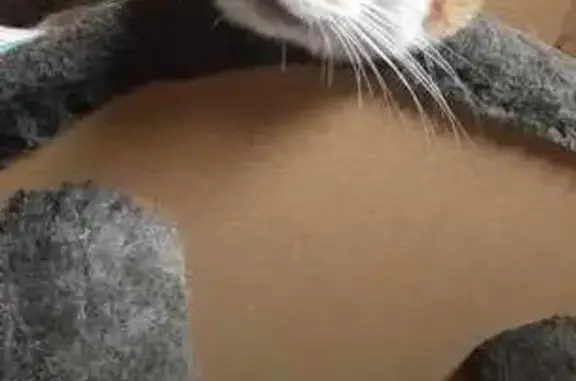 Chat mâle disparu à Boyer depuis le 22/09 - photo