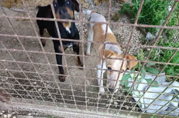 Animaux trouvés Neung-sur-Beuvron, photo: Deux fox terriers trouvés à Neung-sur-Beuvron