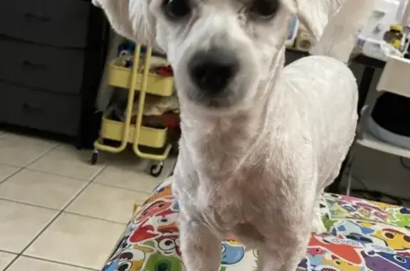 Lost Male White Malti-Poo in Houston