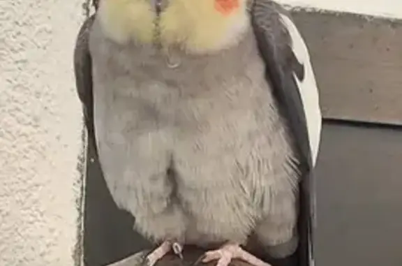 Lost Tame Cockatiel - 14th Ave...