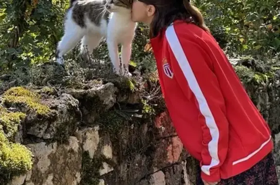 Chatte grise Joy disparue à Salins-les-Bains - photo