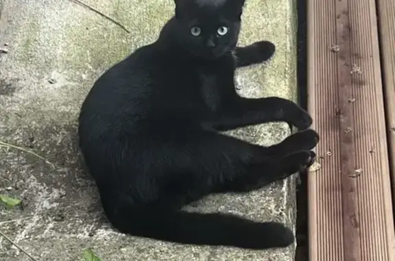 Chat perdu, , photo: Chat mâle européen disparu à Neubois