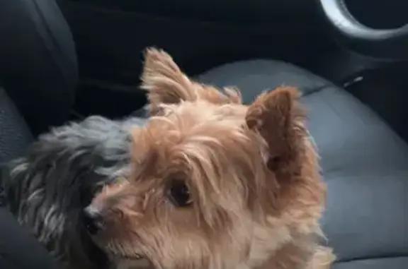 Chien trouvé avec laisse à Saint-Nazaire - photo