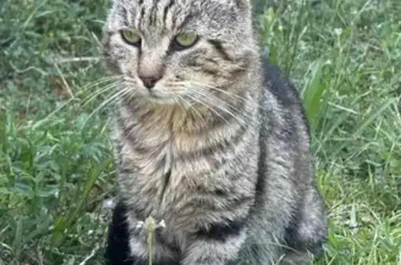 Chat mâle tigré trouvé à Paron, Rue Dunant - photo