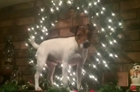 Lost Senior Jack Russell in Bella Vista