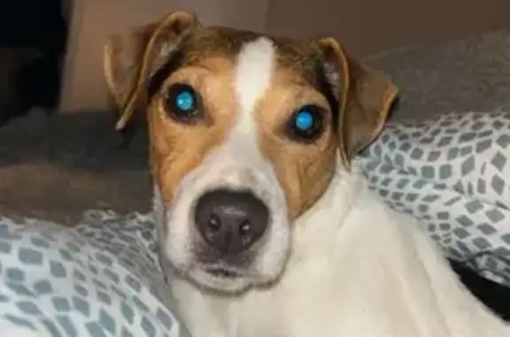 Chien perdu : petite jack russel craintive - photo