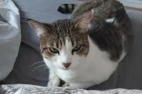 Animaux trouvés Les Clayes-sous-Bois, photo: Chatte blanche et tigrée trouvée près de la gare