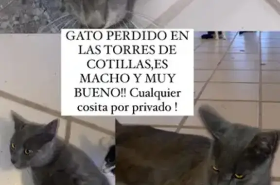 Gato perdido hallado en Las Torres de Cotillas