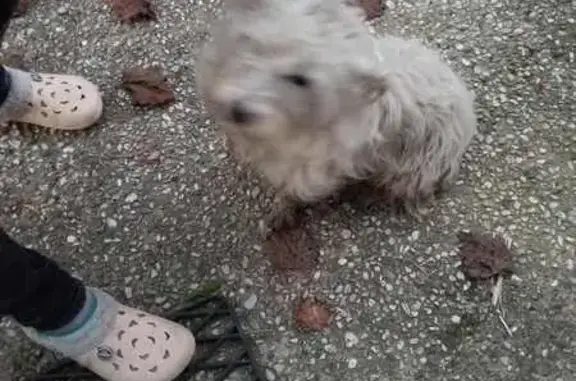 Animaux trouvés , photo: Chien blanc trouvé près de la forêt à Almenêches