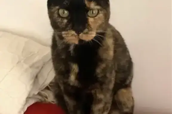 Animaux perdus Six-Fours-les-Plages, photo: Chatte écaille 4 ans disparue à Six-Fours