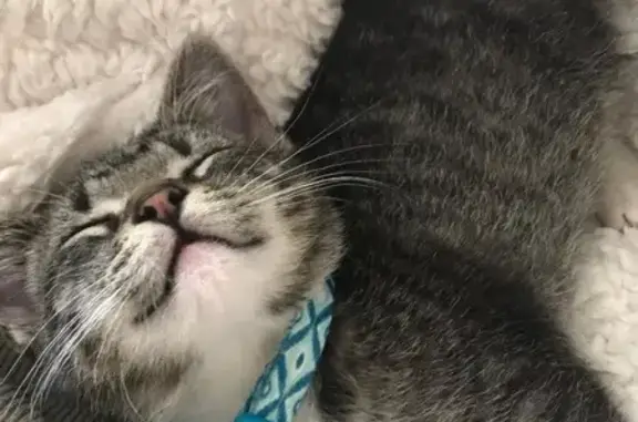 Lost pets , photo: Lost Cat: Jasper Missing in Mundelein
