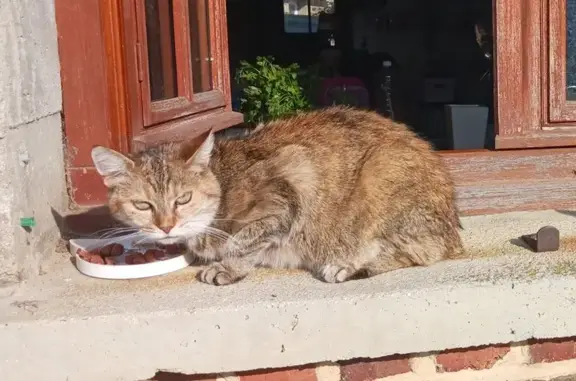 Chat perdu, , photo: Chat Michat disparu, 12 ans, sans queue