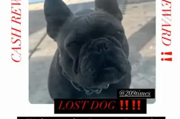 Lost Gray French Bulldog Near Stockton Schools