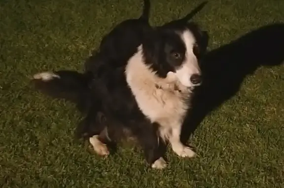 Lost Border Collie Mix on Tamarisk Rd, Benoni