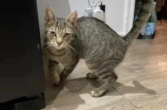 Chat trouvé à Ajaccio, Corse - photo