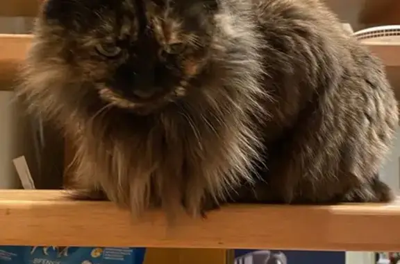 Animaux perdus Quimper, photo: Chatte écaille disparue à Quimper Nord