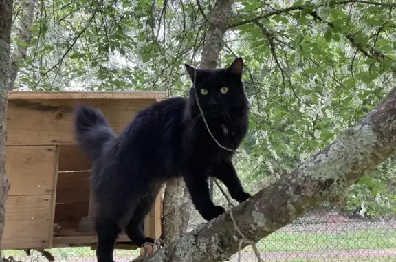 Chat perdu, Romorantin-Lanthenay, photo: Chat noir disparu à Romorantin-Lanthenay