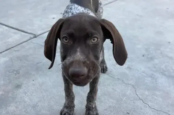 Reward: Missing Grey/White Pointer Puppy