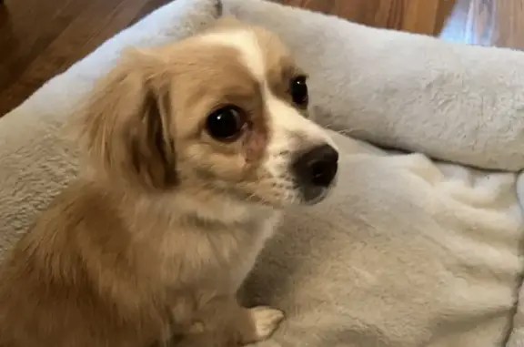 Found: Small Pomeranian/Spaniel Mix Dog