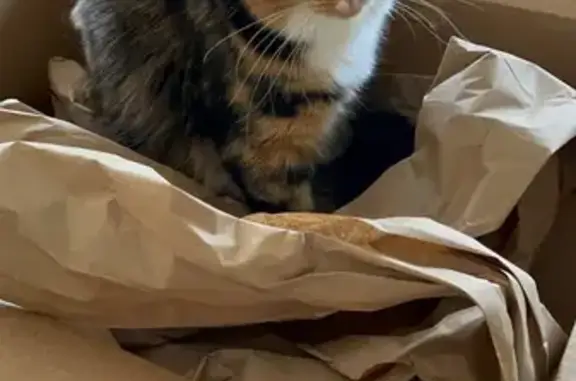 Lost Calico Cat in Kansas City - Please Help!