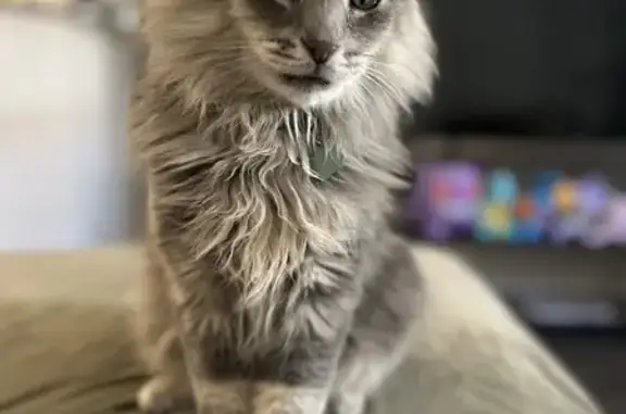 Lost Male Manecoon Cat, Gray & White, Las Vegas