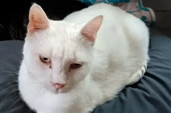 Missing White Cat: Needs Meds & Special Food