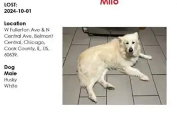 Lost Husky Milo Near Fullerton & Central, Chicago