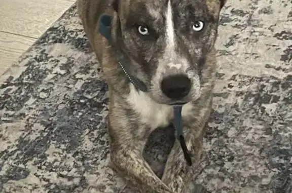 Missing Dog Leo: Blue-Eyed Brindle Pit Mix