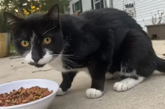 Found: Tuxedo Cat with Gold Eyes in Peoria