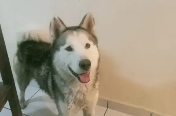 Perro Husky Adulto Encontrado en Cuautitlán Izcalli