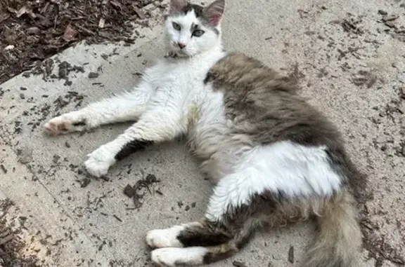 Friendly Fluffy Cat Found: White, Brown & Grey