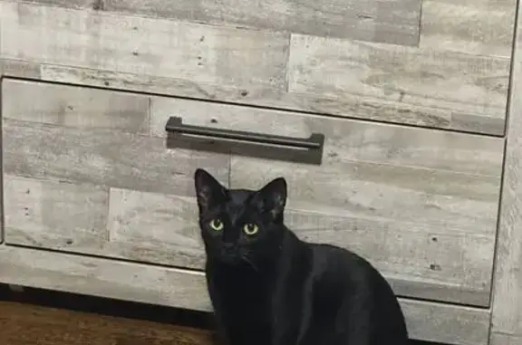 Lost Friendly Black Cat on Bailey St, Lynn