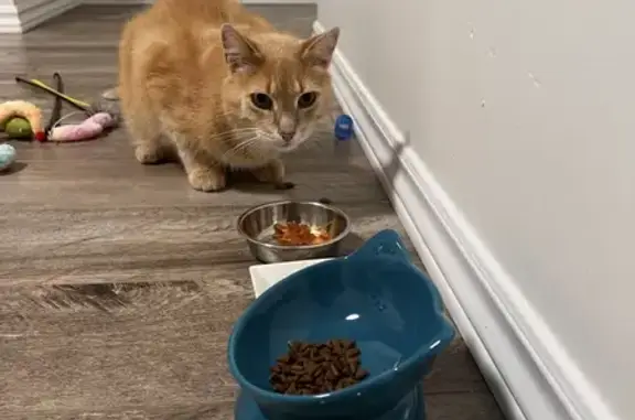 Friendly Orange Tabby Found in Burlington, ON