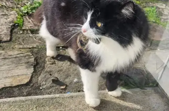 Chat noir et blanc perdu à Campbon, mâle Jack - photo