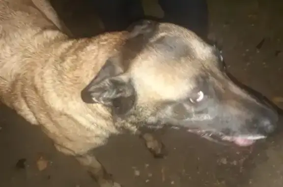 Chien Malinois beige blessé, pris en charge - photo