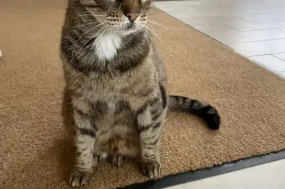 Chat perdu à Buzançais, 13 ans tatouée - photo